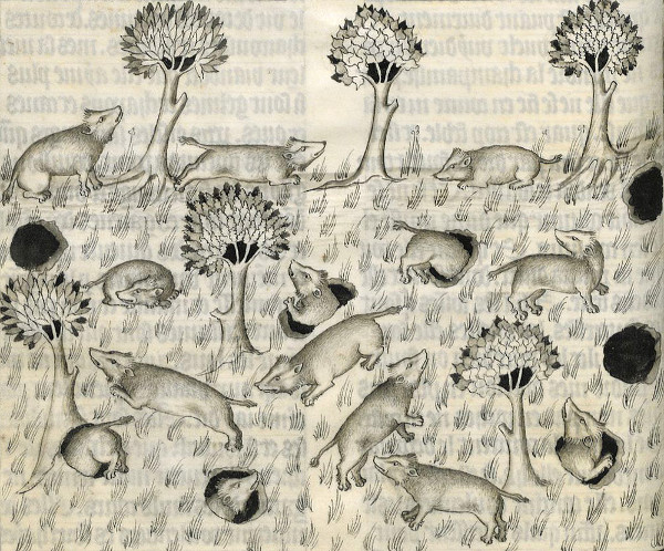 badgers, badgers, badgers: Gaston Phoebus, Livre de la chasse, Avignon ca. 1375-1400, BnF, Français 619, fol. 23v