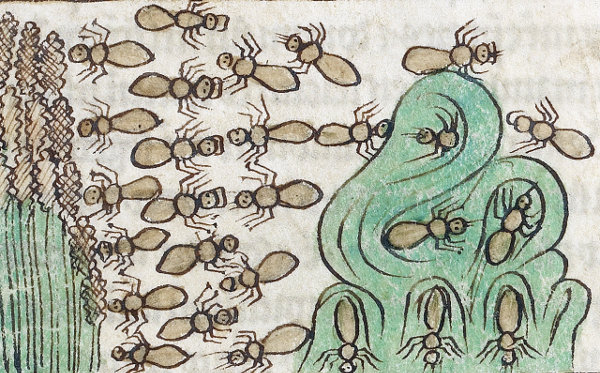 Ants; Unknown; England; about 1250 - 1260; Pen-and-ink drawings tinted with body color and translucent washes on parchment; Leaf: 21 x 15.7 cm (8 1/4 x 6 3/16 in.); Ms. 100, fol. 23